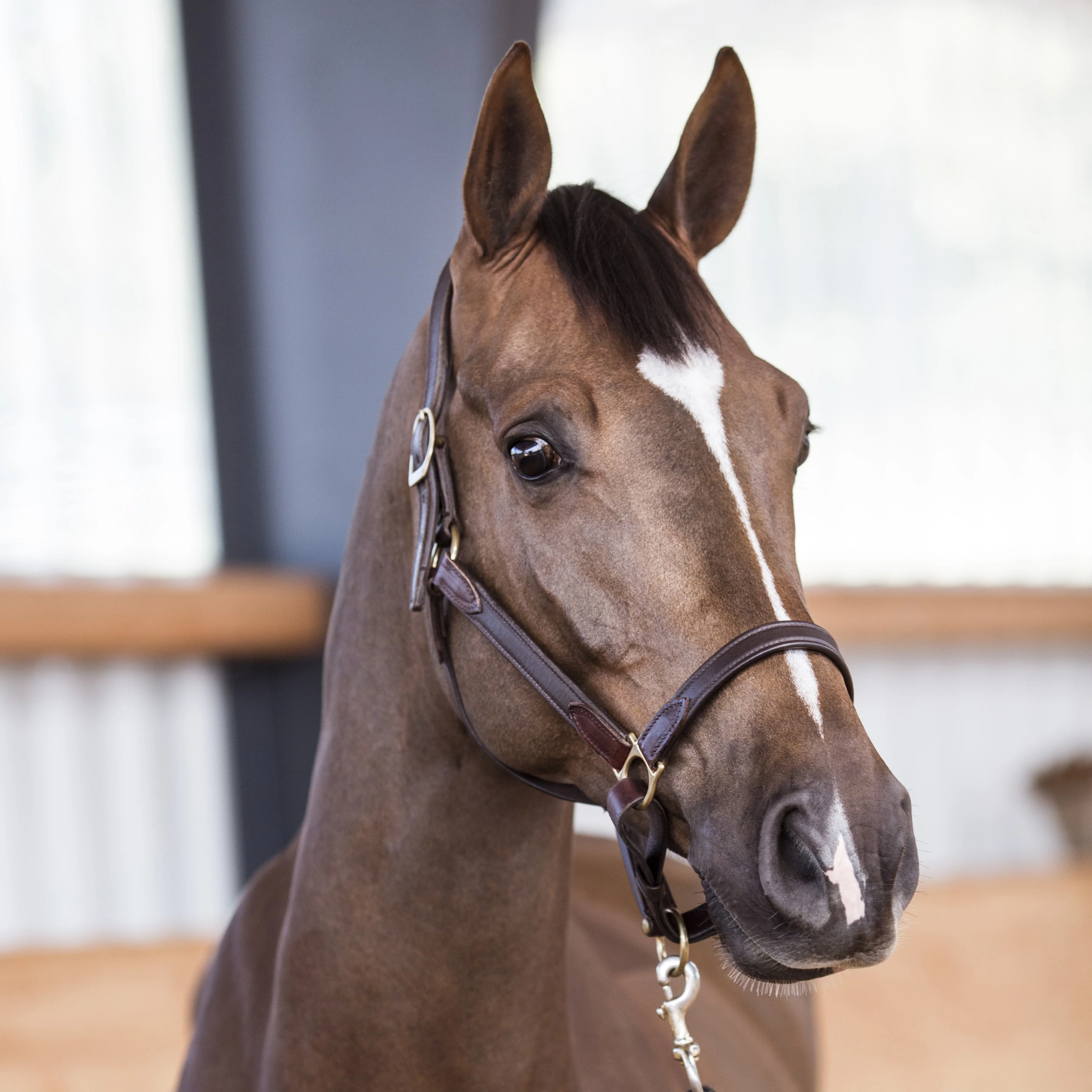 Stable halter NT - Image 4