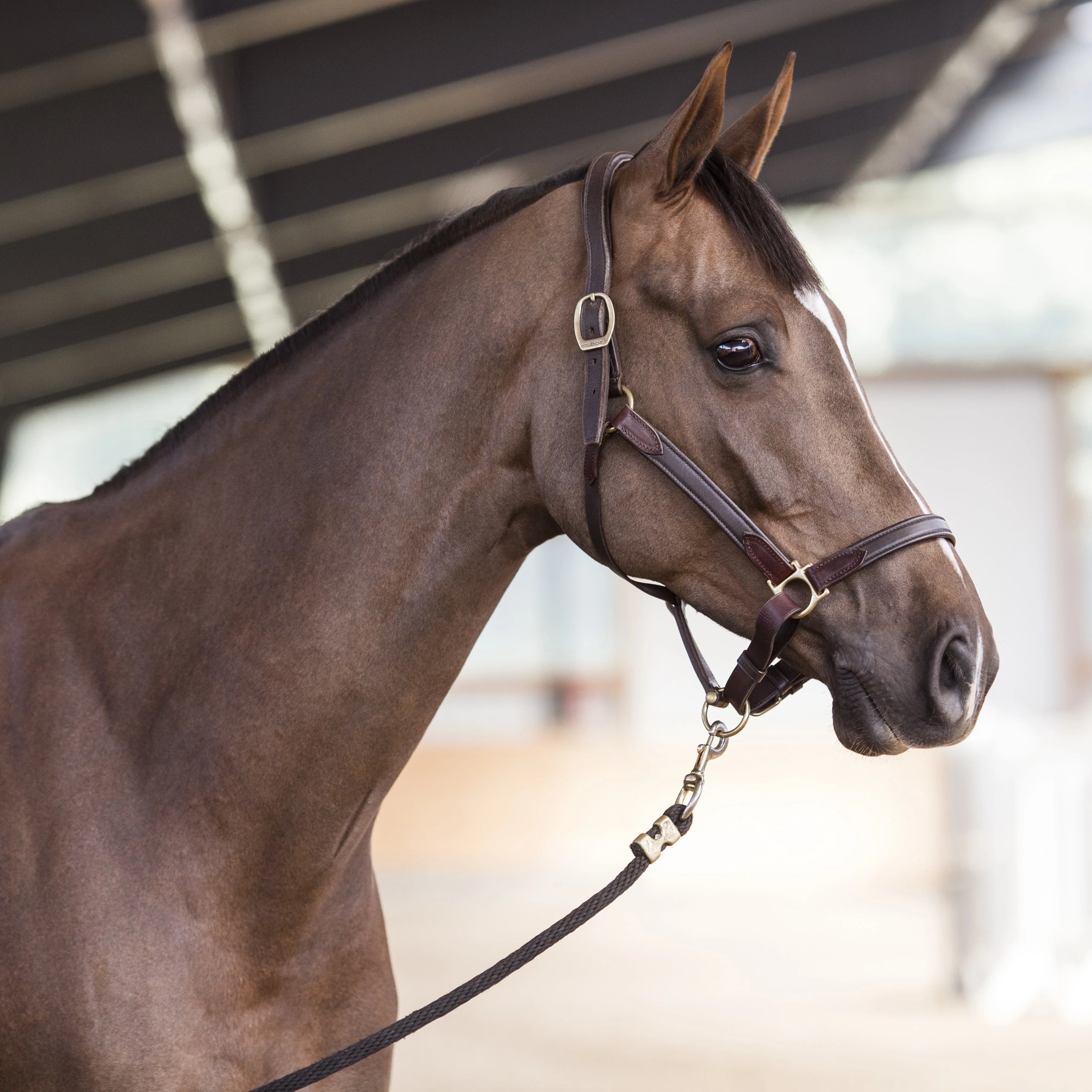 Stable halter NT - Image 5
