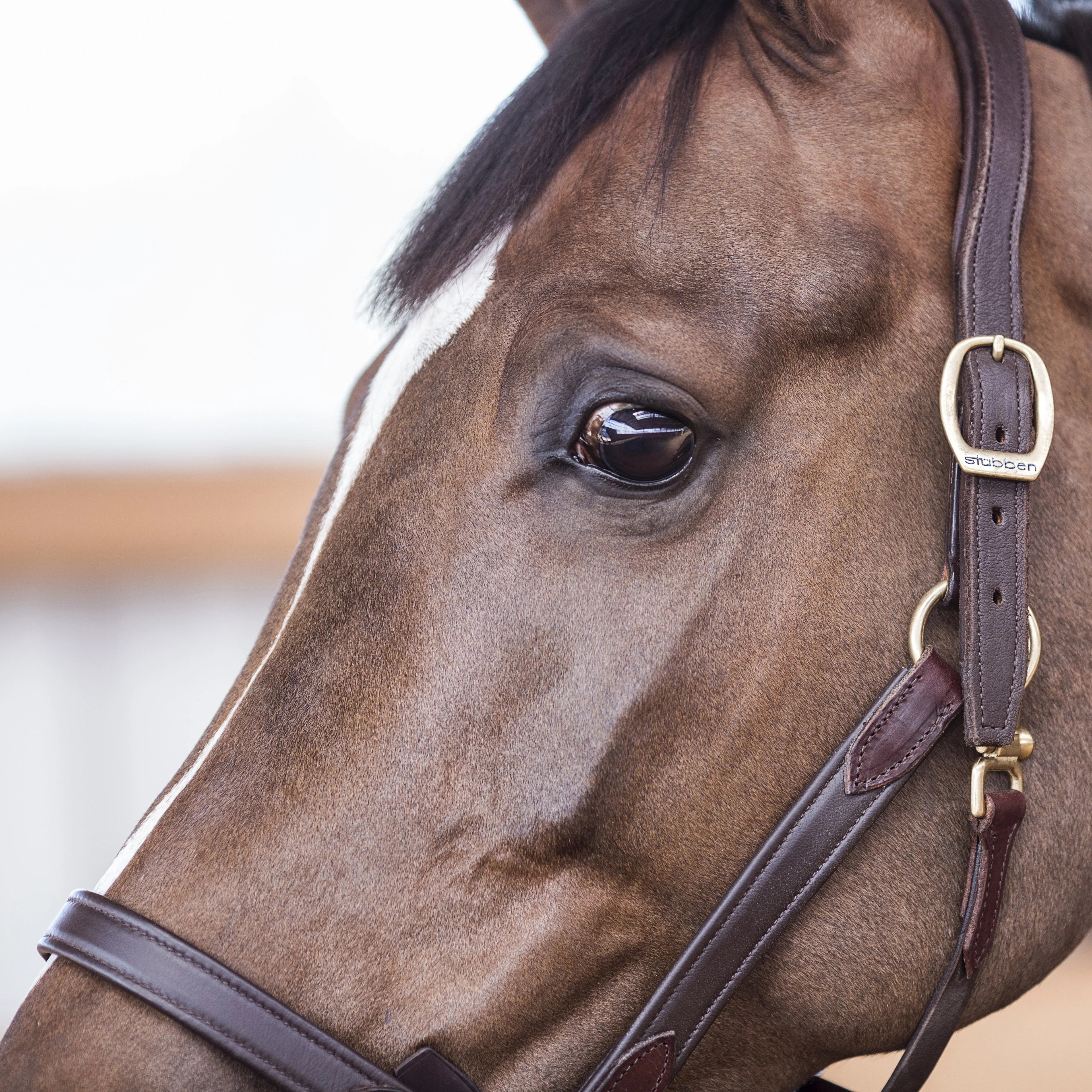 Stable halter NT - Image 6