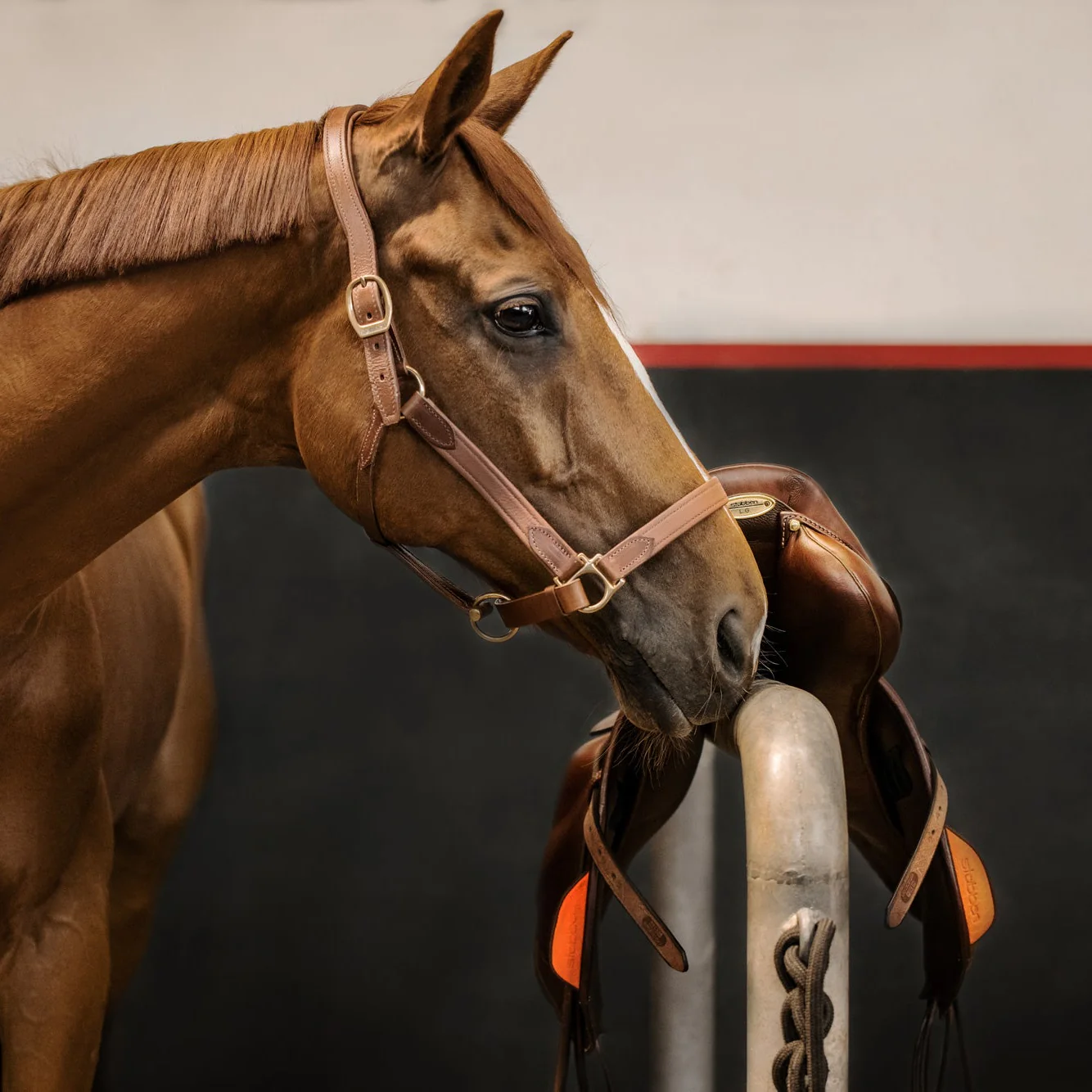 Stable halter NT - Image 7