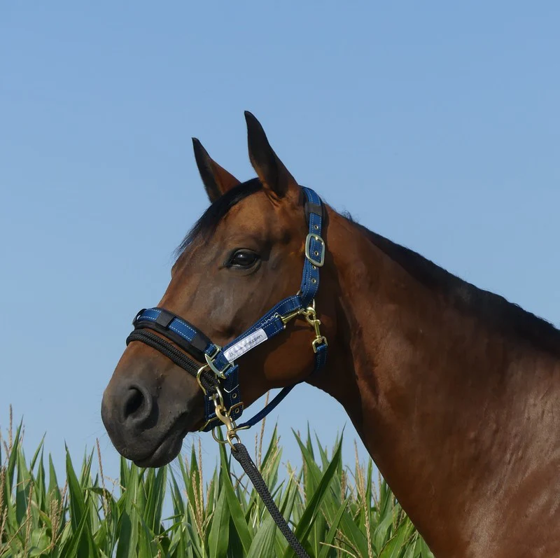 Stable halter with reflecting thread - Image 3